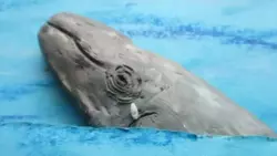 Мультфильм сахалинского мальчика про убийство китов довел до слез главу Росприроднадзора