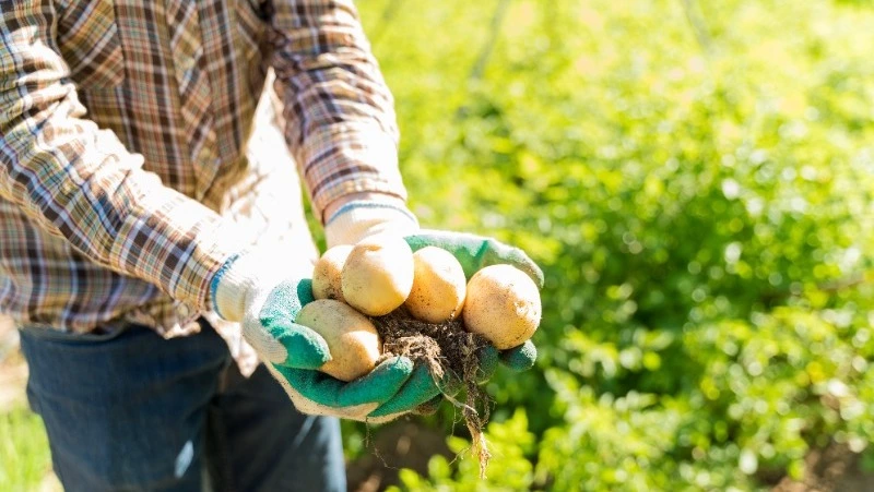 Урожай сахалинских аграриев в 2025 году значительно превысил прошлогодний