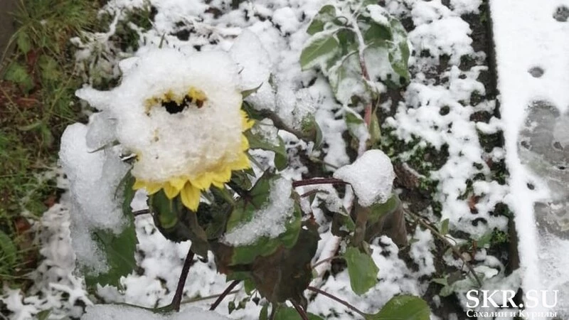 Центральные и северные районы Сахалина окутал первый снег