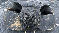 Инопланетное чудовище: на Итурупе нашли череп кита