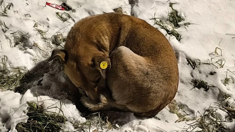 Спасение в метель: жители Корсакова не дали замерзнуть бездомной собаке