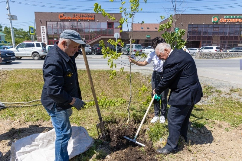 Дубки и яблони: «Сад памяти» появился рядом с аэропортом Южно-Сахалинска