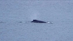 Путешественники запечатлели горбатого кита на Курилах