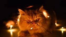 Сотни жителей Южно-Сахалинска проведут без света 22 декабря 