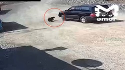 Жуткие кадры: в Приморье водитель Lexus намеренно задавил насмерть собаку 