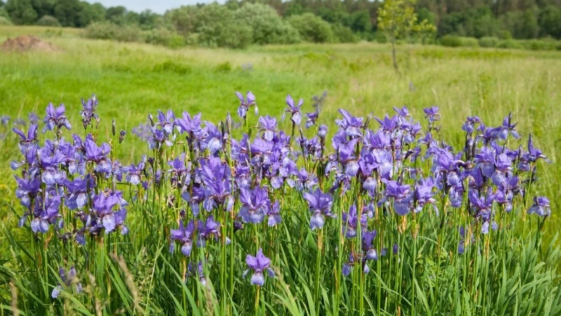 Церковный праздник 6 июня 2023: что нельзя делать в этот день, приметы