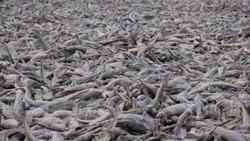 За две недели рыбаки выловили более 900 тонн наваги в Сахалинской области  