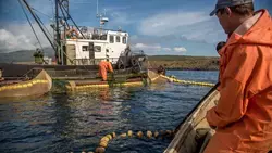 Судно с Сахалина получило право поставлять живого краба в Японию