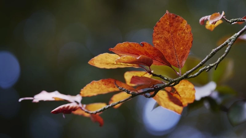 Южно-Сахалинск встретит 26 октября ясной и теплой погодой