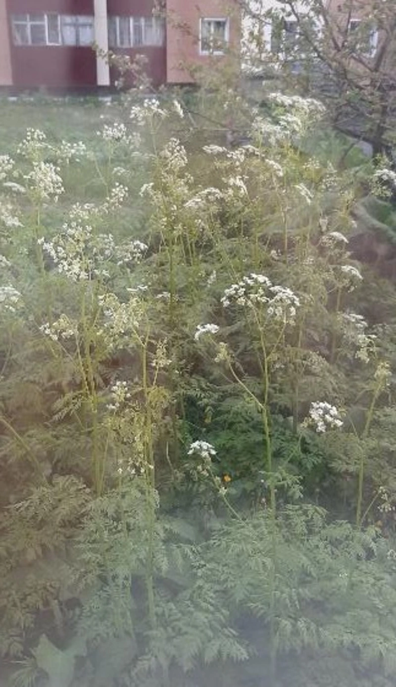 Сахалинцу отказывали в уничтожении сорняка во дворе дома из-за нехватки триммеров