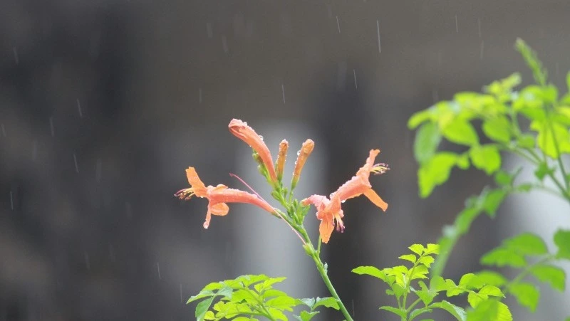 Не выше +23 градусов на Сахалине и небольшой дождь на Курилах прогнозируют синоптики 10 июля
