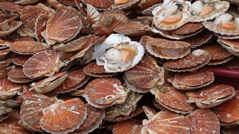 На Сахалине вместе со снегом «выпал» гребешок