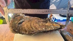 Ученые взвесили моллюсков в бухте Лососей и лагуне Буссе