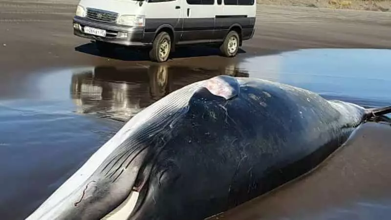 К берегам острова Итуруп выбросило взрослого кита