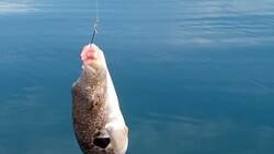 Смертельно ядовитую рыбу поймали на юге Сахалина