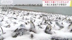 На берег японского острова Хоккайдо выбросило тонны рыбы. Местные жители ее собирают