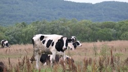 Анивский фермер планирует расширять производство молочной продукции