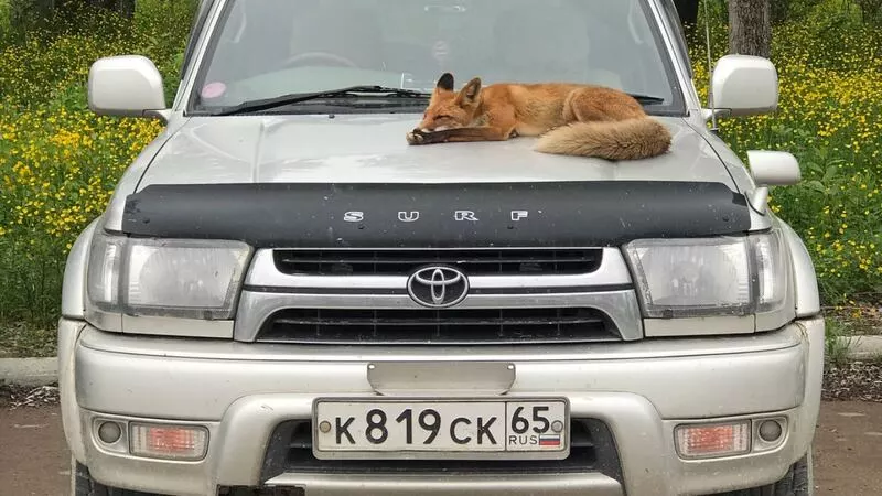 В Южно-Сахалинске лисица отдыхала на капоте автомобиля (ВИДЕО)
