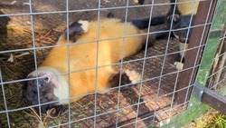 Общение самца харзы с подругой показали сотрудники зоопарка в Южно-Сахалинске
