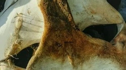 Скелет «динозавра» сахалинцы нашли на берегу моря