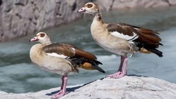 Девять видов пернатых обживают новый комплекс в зоопарке Южно-Сахалинска