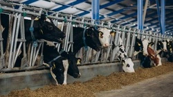 В Таранае фермер не заплатил за аренду коровника два миллиона рублей и в итоге лишился шести