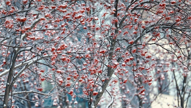 Тепло и солнечно, но скользко: прогноз погоды в Южно-Сахалинске 25 марта