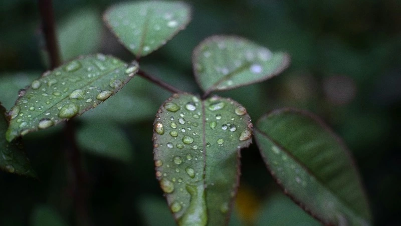 Синоптики прогнозируют теплую и дождливую погоду в Сахалинской области 13 августа