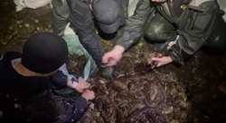 Пограничники поймали в Корсаковском районе браконьеров с трепангом на 7,2 млн рублей 