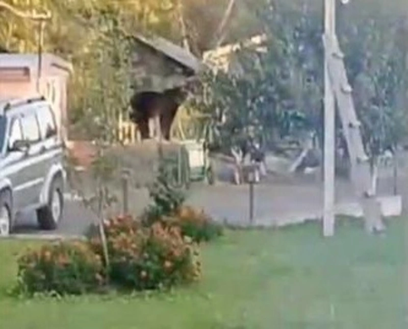 Медведь в поисках сладких груш заглянул на дачу под Южно-Сахалинском
