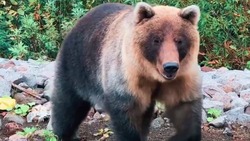 Житель Сахалина на видео показал различия у медведей летом и зимой