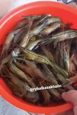 «Крупненькая»: житель Сахалина наловил целый таз креветок 14 октября