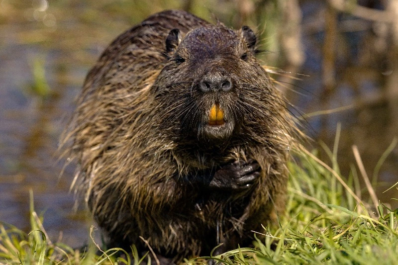 Кроссворд Sakh.online № 24: водяная крыса, самоуправление и детская болезнь