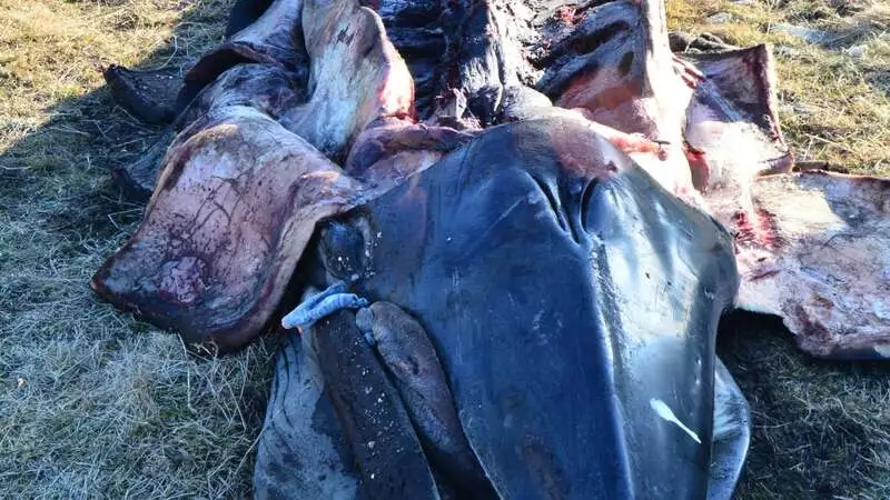 Мертвого китенка отправили на мясо жители Кунашира