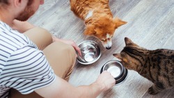 Как часто нужно мыть миски домашних животных: правила, о которых многие не знают