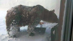 Специалисты начали патрулировать территории на Итурупе для защиты горожан от медведя