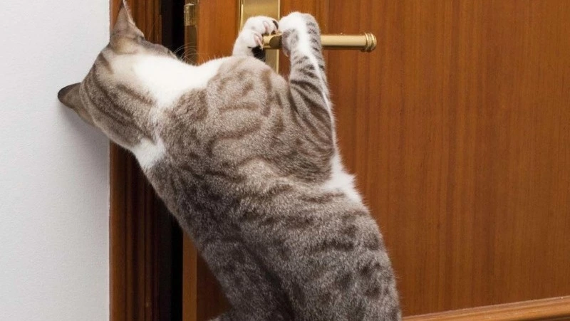 Спасатели взломали дверь в квартире пропавшего мужчины в Южно-Сахалинске