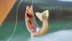 Браконьеры-«кошатники» толпой вышли за рыбой в Пригородное