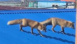 Двух гуляющих по крыше лис заметили в центре Южно-Курильска