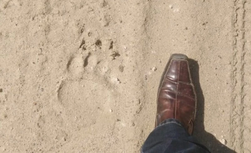 Слепая собака предупредила сахалинца о приближении медведя