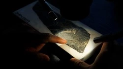 Китайские ученые нашли окаменелый скелет самой древней птицы