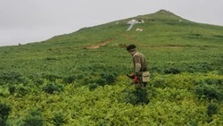 На Шумшу обнаружили останки еще двух бойцов Курильской десантной операции