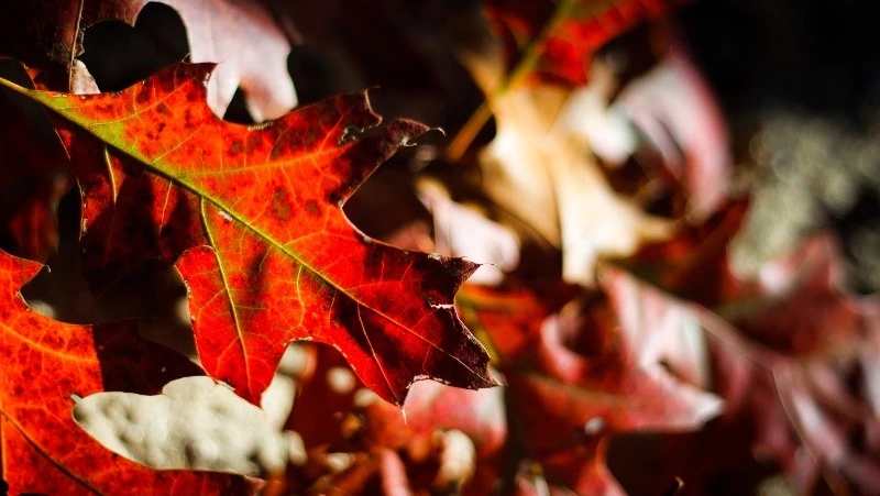 Церковный праздник 15 октября 2024: что нельзя делать в этот день, приметы