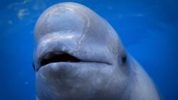 Из-за бумажных проблем заложниками «китовой тюрьмы» в Приморье остаются еще 50 белух