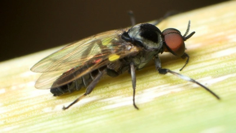 «Курильские ужастики»: черная одежда на туристах может призвать опасных насекомых