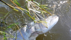 Водовороты Набиля