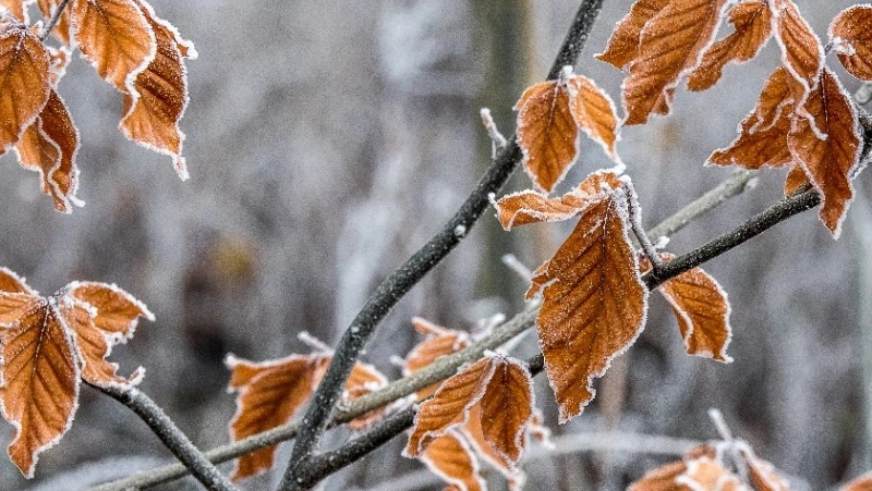 Снег и до +13 градусов ждет жителей Сахалина и Курил 19 октября