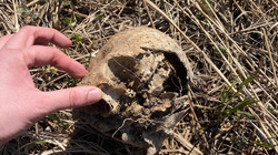 Выброшенный череп на кладбище напугал сахалинцев