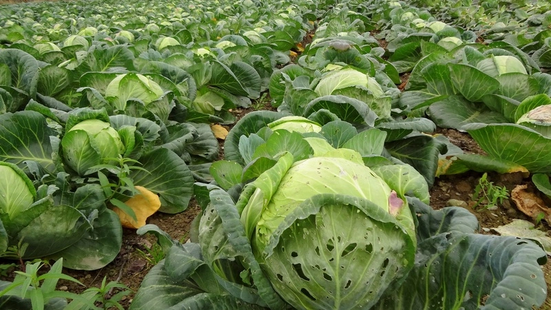 Требуются сахалинцы на «Капустные посиделки»