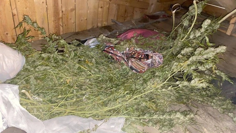 Сотрудники УКОН нашли у жителя Корсакова более 2 кг конопли на чердаке